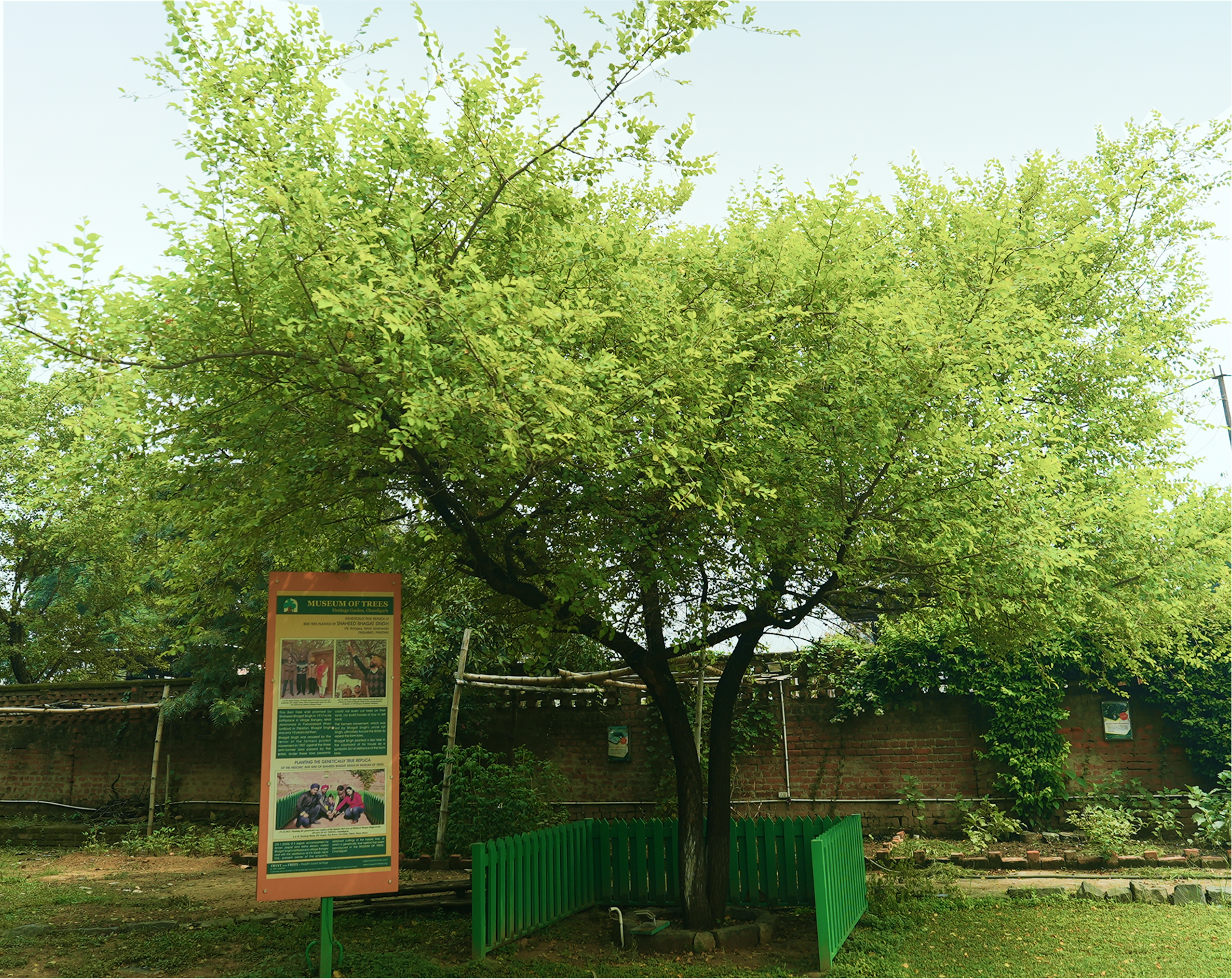 Beri Tree Planted by Bhagat Singh Sapling