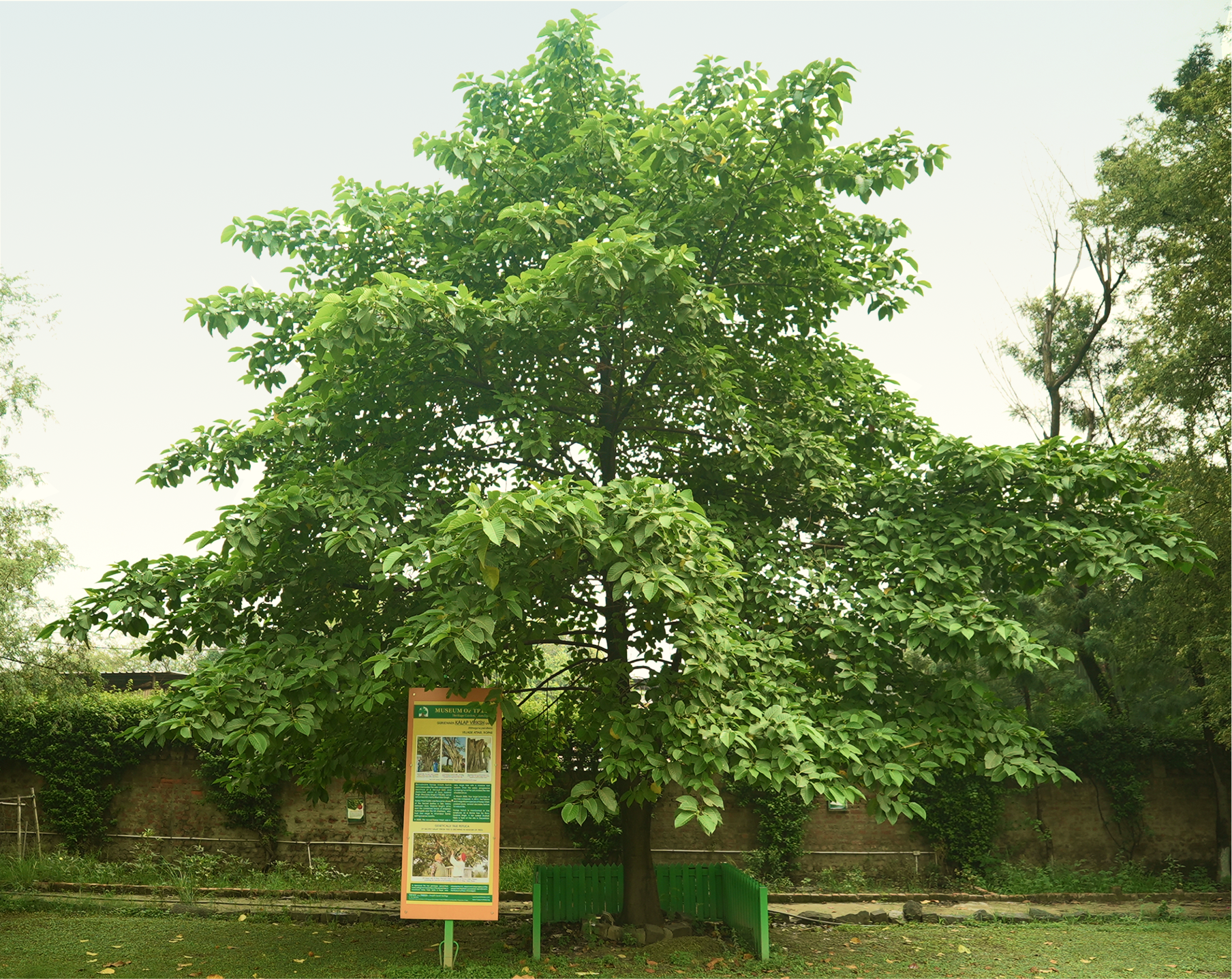 Kalap Vriksh Tree Attari Sapling