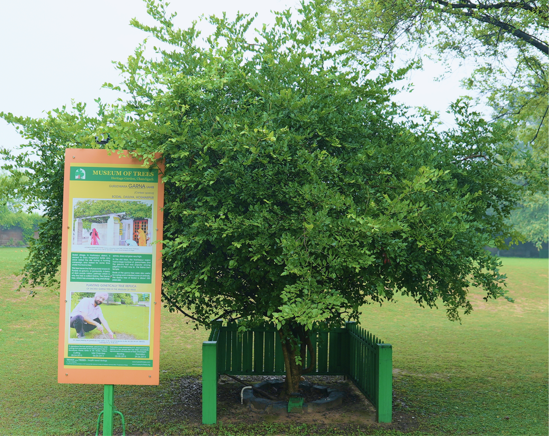 Garna Tree Hoshiarpur Sapling