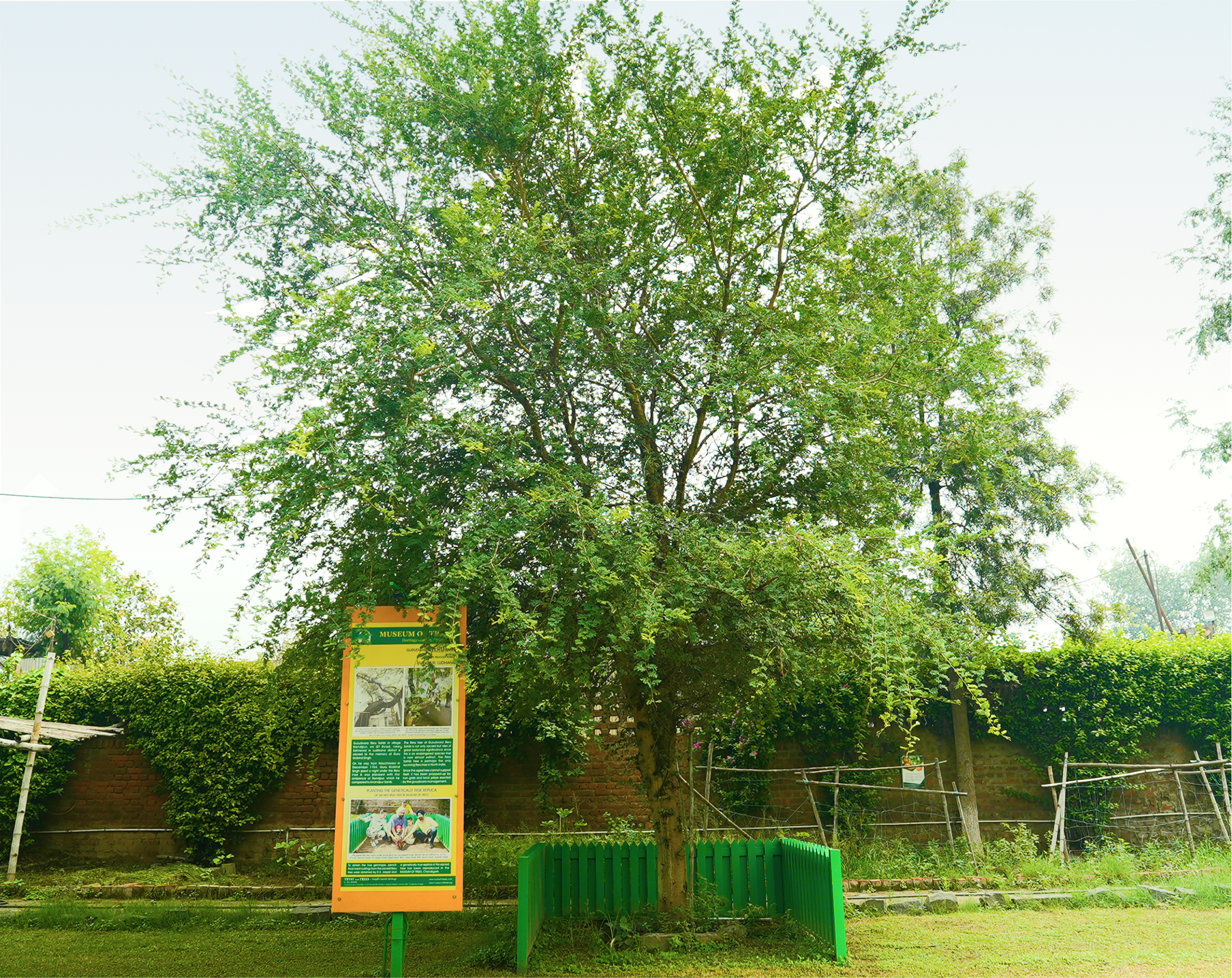 Reru Tree Nandpur Sapling