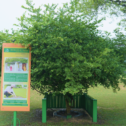 garna-tree