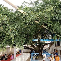 lodhitree